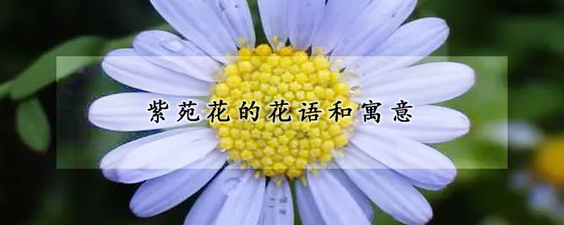 紫苑花的花語和寓意