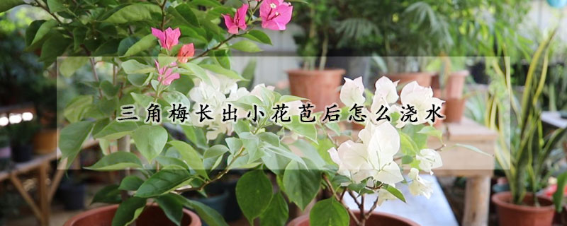 三角梅長出小花苞后怎么澆水