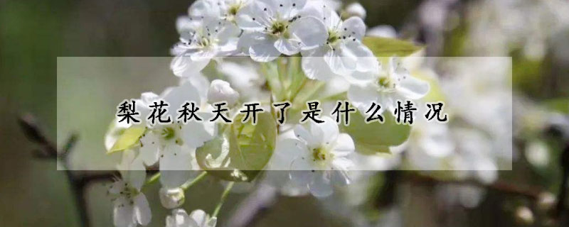 梨花秋天開了是什么情況