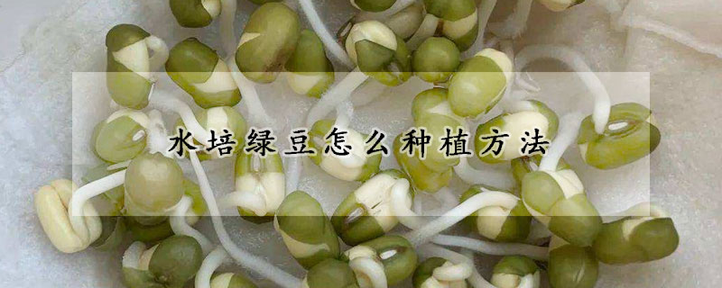 水培綠豆怎么種植方法