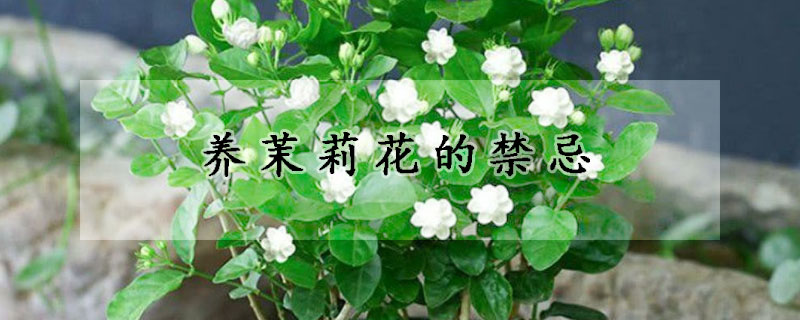 養(yǎng)茉莉花的禁忌