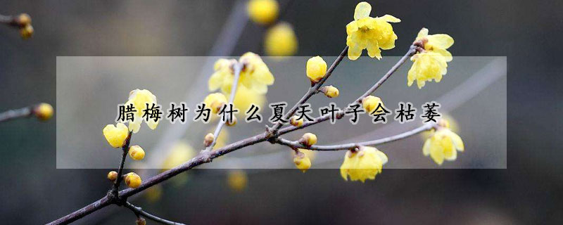 臘梅樹(shù)為什么夏天葉子會(huì)枯萎