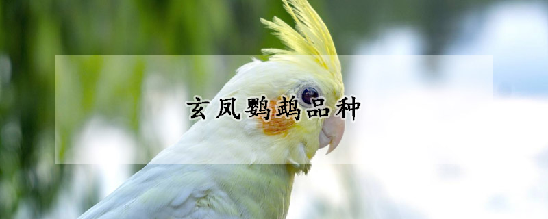 玄鳳鸚鵡品種