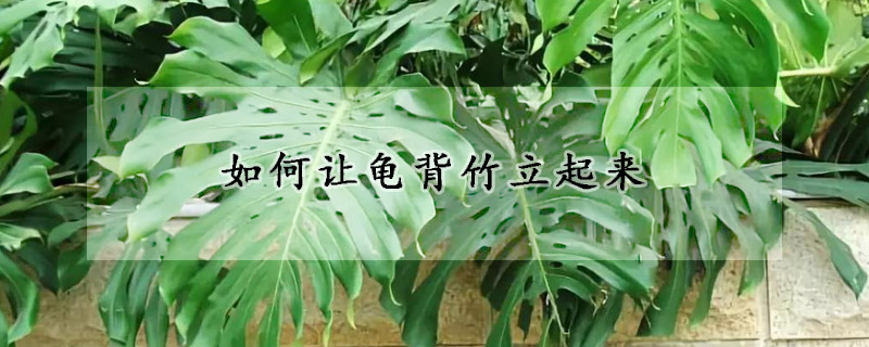 如何讓龜背竹立起來(lái)