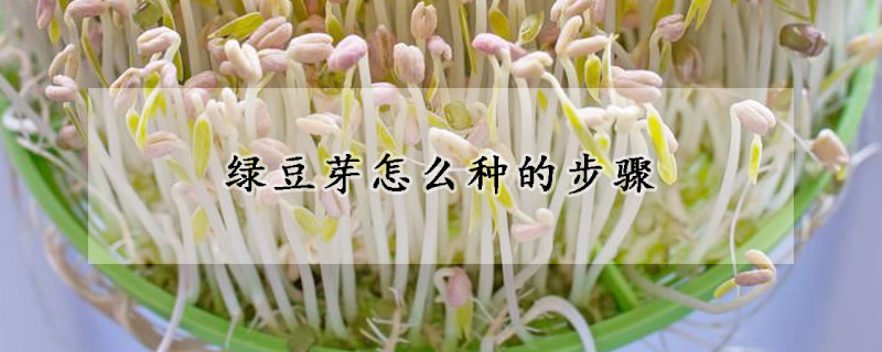 綠豆芽怎么種的步驟