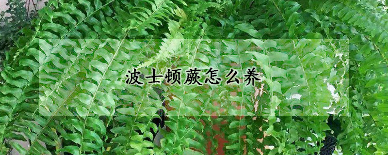 波士頓蕨怎么養(yǎng)