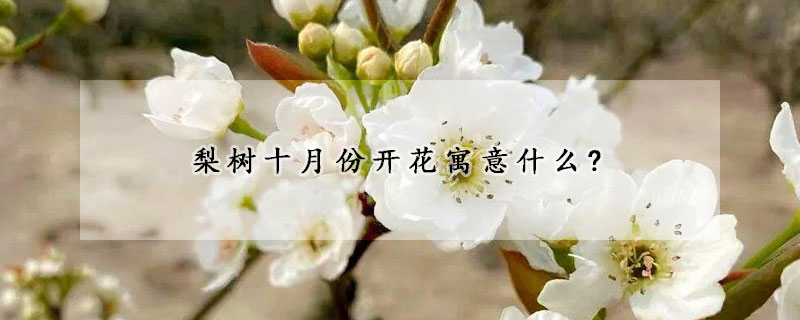 梨樹十月份開花寓意什么?