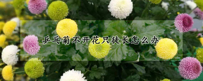 乒乓菊不開花只徒長(zhǎng)怎么辦