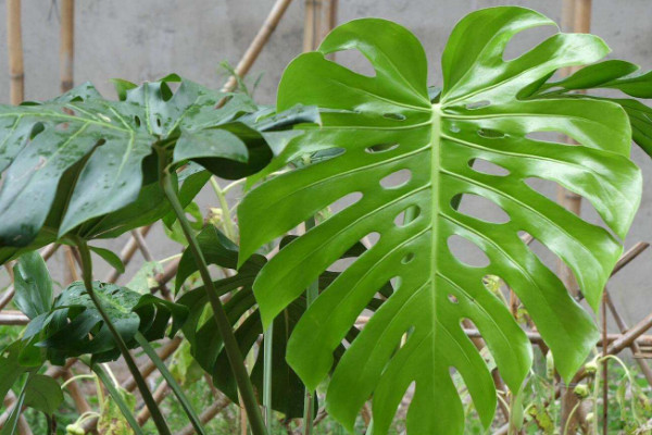 去甲醛最好的10種植物 除甲醛十大植物