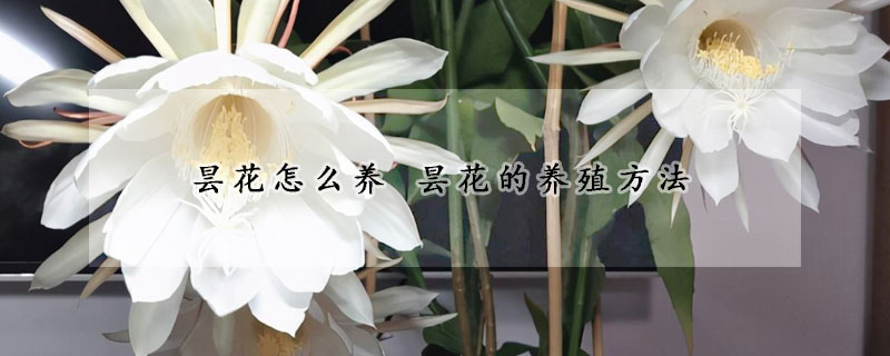 曇花怎么養(yǎng) 曇花的養(yǎng)殖方法