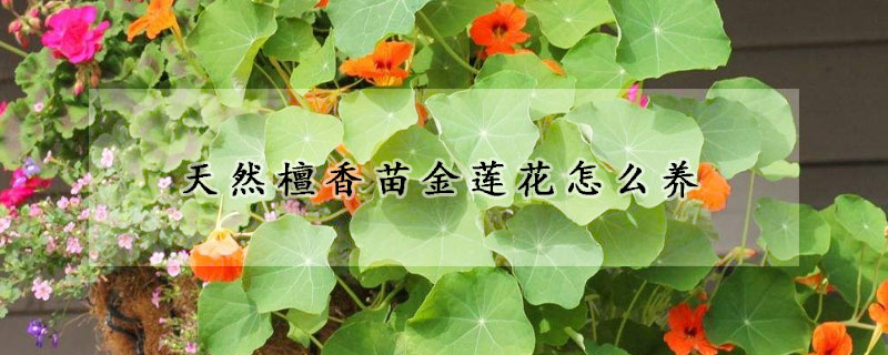 天然檀香苗金蓮花怎么養(yǎng)