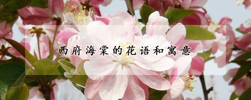 西府海棠的花語(yǔ)和寓意