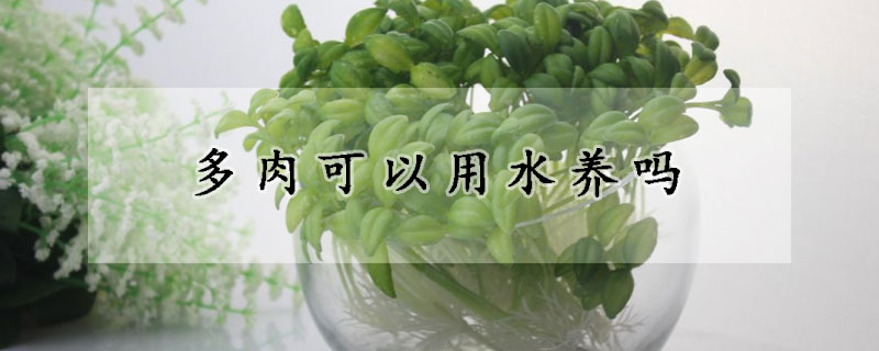 多肉可以用水養(yǎng)嗎