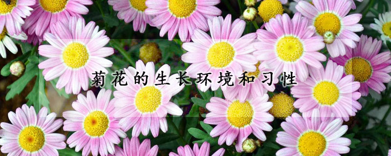 菊花的生長環(huán)境和習(xí)性