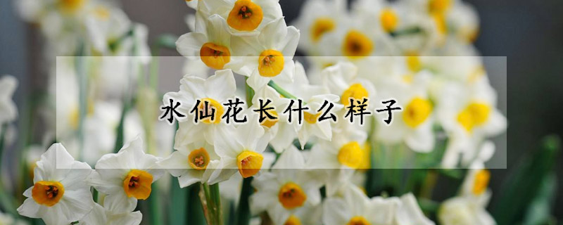 水仙花長什么樣子