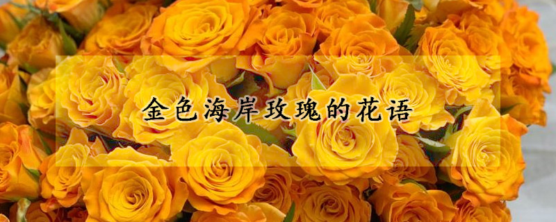 金色海岸玫瑰的花語(yǔ)