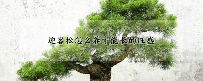 迎客松怎么養(yǎng)才能長(zhǎng)的旺盛