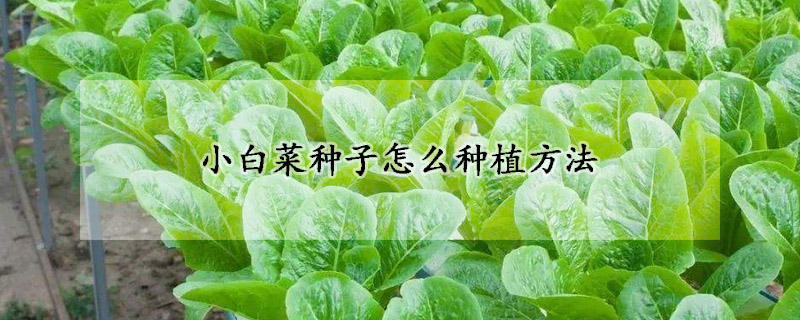 小白菜種子怎么種植方法