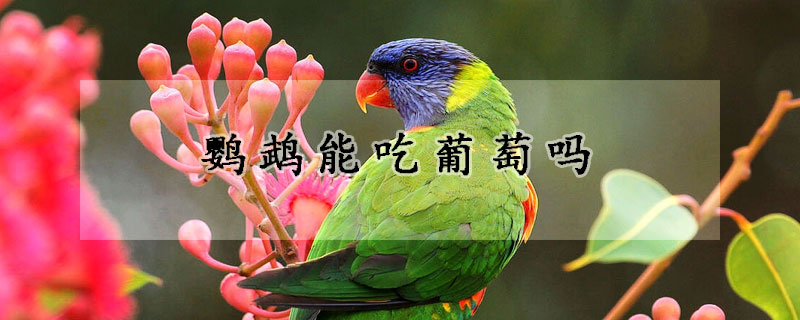 鸚鵡能吃葡萄嗎