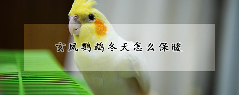 玄鳳鸚鵡冬天怎么保暖