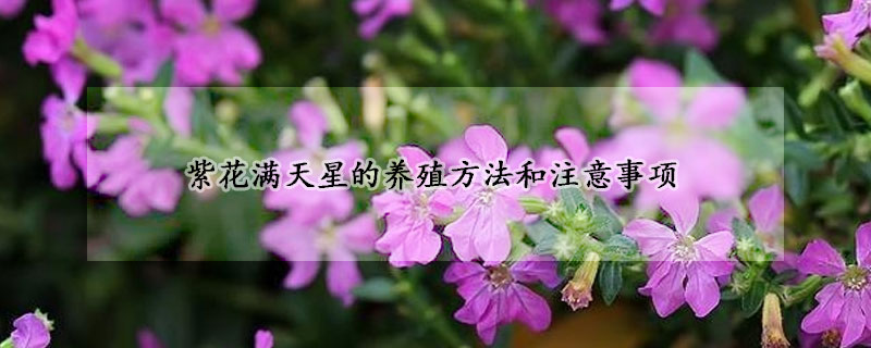 紫花滿天星的養(yǎng)殖方法和注意事項(xiàng)