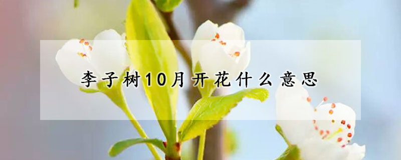 李子樹(shù)10月開(kāi)花什么意思