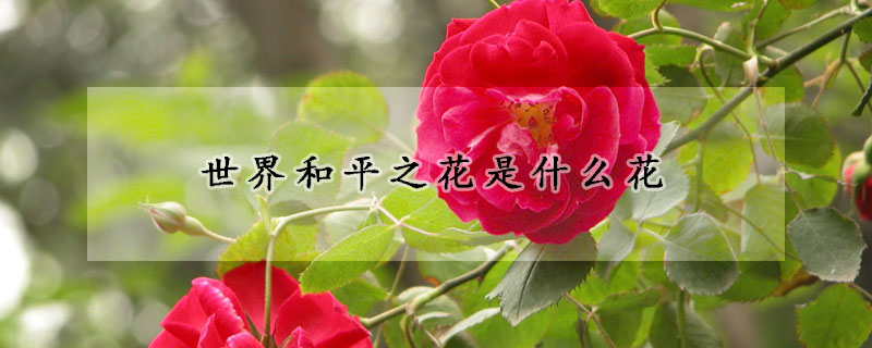 世界和平之花是什么花