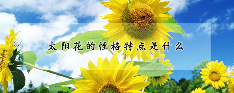 太陽花的性格特點(diǎn)是什么