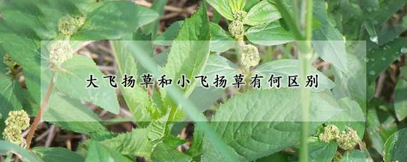 大飛揚(yáng)草和小飛揚(yáng)草有何區(qū)別