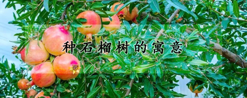 種石榴樹(shù)的寓意