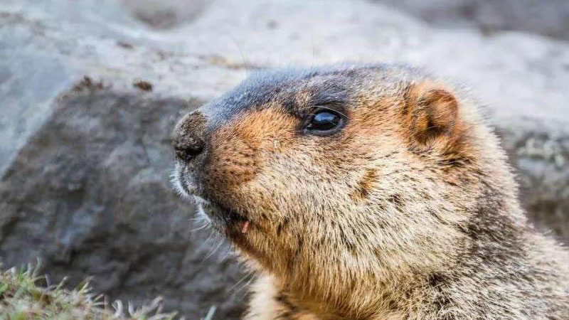 旱獺生長在什么地方