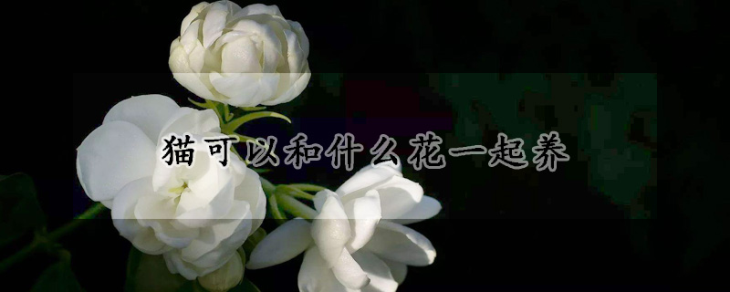 貓可以和什么花一起養(yǎng)