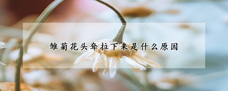 雛菊花頭耷拉下來(lái)是什么原因