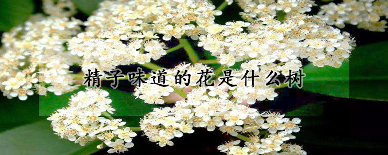 精子味道的花是什么樹(shù)