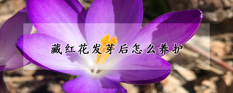 藏紅花發(fā)芽后怎么養(yǎng)護(hù)