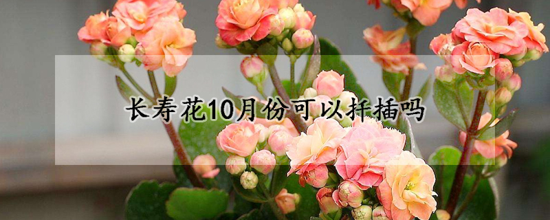 長壽花10月份可以扦插嗎