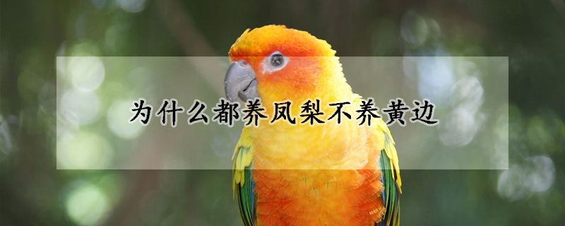 為什么都養鳳梨不養黃邊