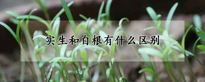 實生和自根有什么區(qū)別