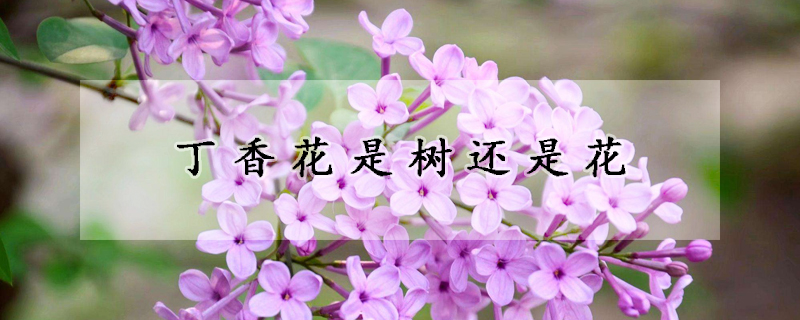 丁香花是樹還是花