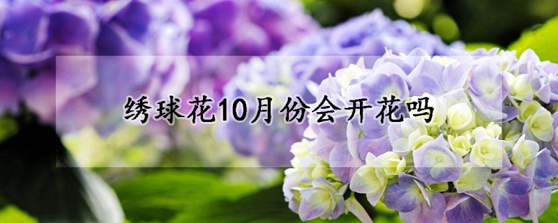 繡球花10月份會(huì)開(kāi)花嗎