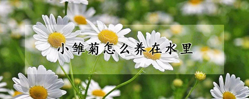 小雛菊怎么養在水里