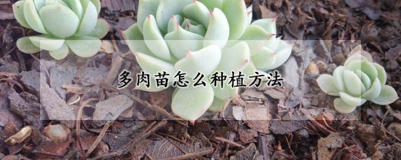 多肉苗怎么種植方法