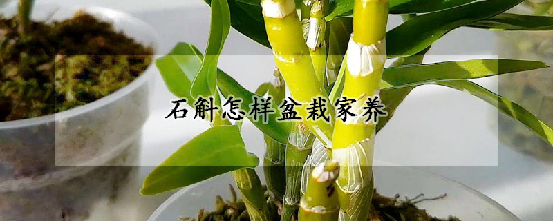 石斛怎樣盆栽家養(yǎng)