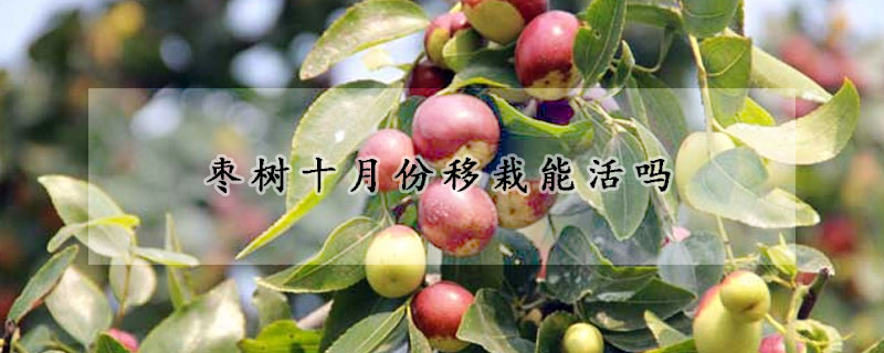 棗樹(shù)十月份移栽能活嗎