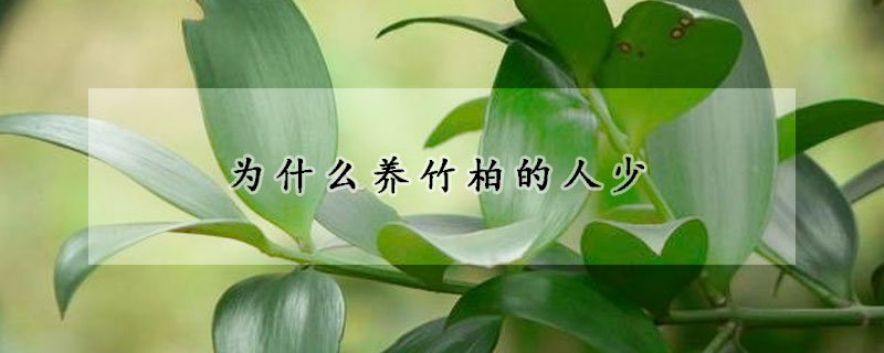 為什么養(yǎng)竹柏的人少