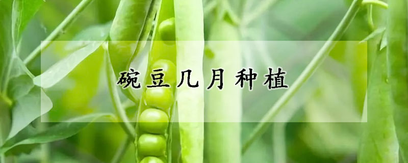 碗豆幾月種植