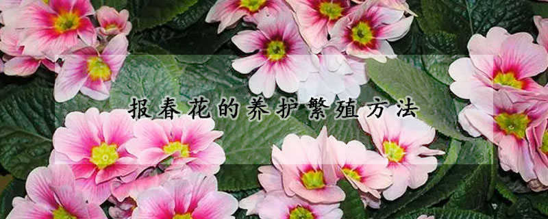 報春花的養(yǎng)護繁殖方法