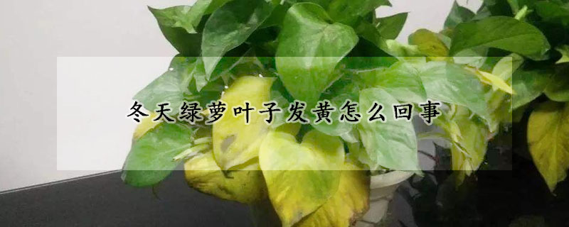 冬天綠蘿葉子發黃怎么回事