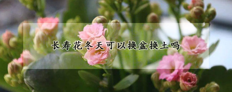 長壽花冬天可以換盆換土嗎