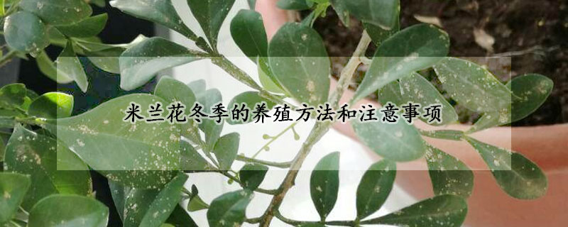 米蘭花冬季的養(yǎng)殖方法和注意事項(xiàng)